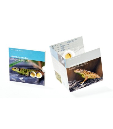 5 Euro Luxemburg 2021 Zauneidechse  64,99 €