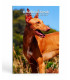 Coincard 2 Euro Malta 2026 BU - The Pharaoh Dog  27,89 €
